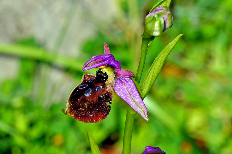 Orchidee da identificare